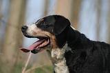 BOUVIER D'APPENZELL 035